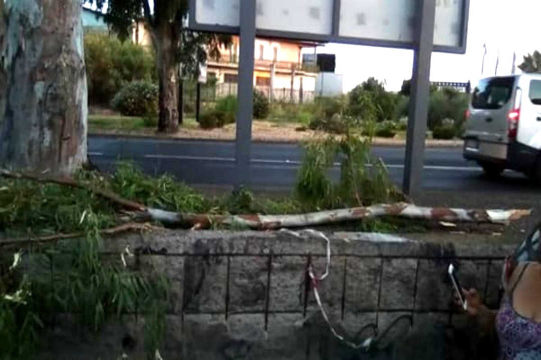 Un grosso ramo di eucalyptus è caduto questa mattina all'altezza della rotonda nuova, rischiando di colpire in pieno un motorino che passava di lì.